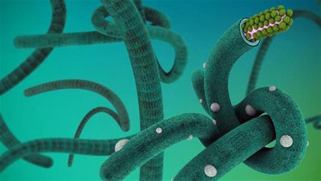 Π.Ο.Υ: Στο 70% το ποσοστό θνησιμότητας από τον Έμπολα