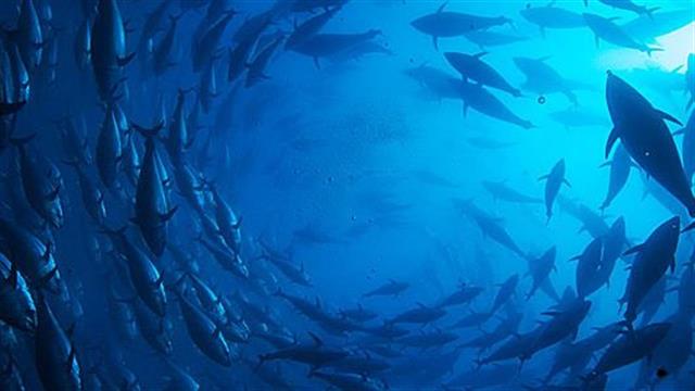 Το CineDoc παρουσιάζει το ντοκιμαντέρ The Last Catch