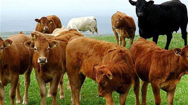 Φόβοι για σούπερ- μικρόβια από τη χρήση αντιβιοτικών στα ζώα