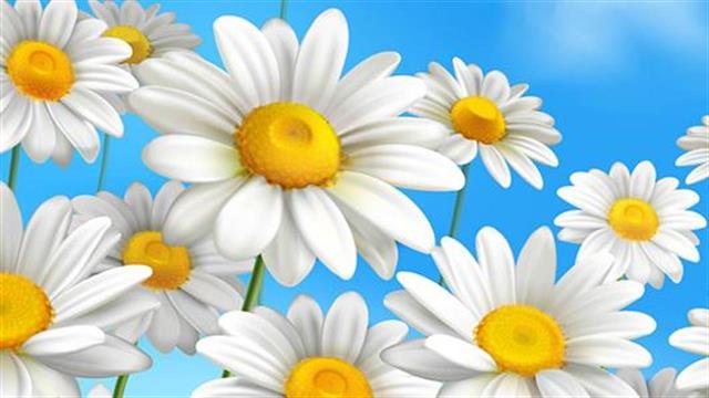 Το χαμομήλι μειώνει τις πιθανότητες εμφάνισης καρκίνου του θυρεοειδούς!