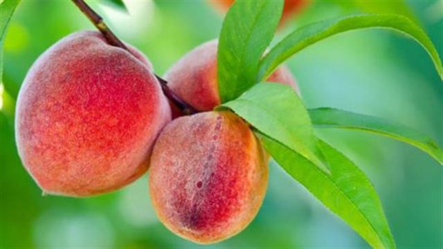 Ροδάκινο: πολύτιμος καλοκαιρινός σύμμαχος υγείας