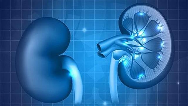 Λειτουργικοί αποδείχτηκαν νεφροί που αναπτύχθηκαν στο εργαστήριο