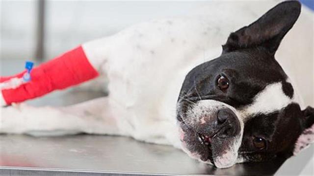 9 σημάδια που δείχνουν ότι ο σκύλος σας χρειάζεται κτηνίατρο