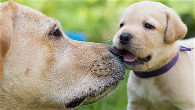 Οι πιο κοινές ράτσες σκύλων και τα πιο συχνά τους προβλήματα