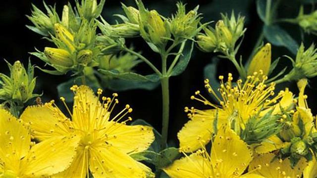 Βαλσαμόχορτο: Σε ποιες παθήσεις χρησιμοποιείται