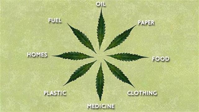 Σημαντικά τα οφέλη από την καλλιέργεια κλωστικής και θεραπευτικής κάνναβης