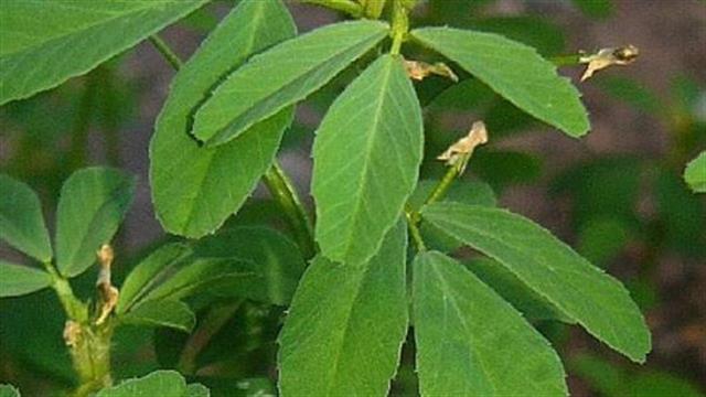 Τριγωνέλλα: Αποτελέσματα και παρενέργειες από τη χρήση του βοτάνου