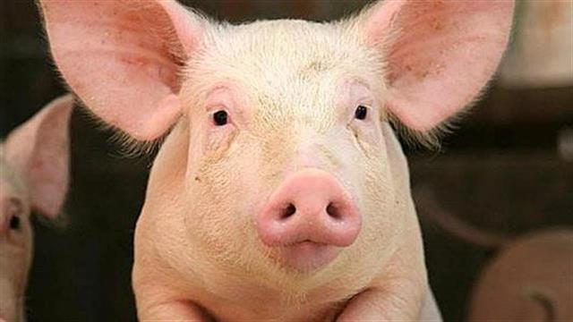 Τα αντιβιοτικά στην κτηνοτροφία συμβάλλουν στη δημιουργία ανθεκτικών βακτηρίων