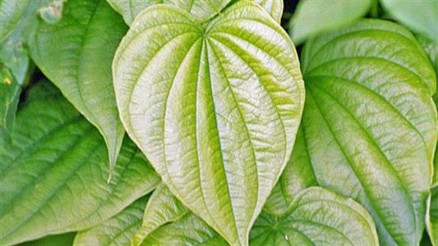 Βότανα και υπογονιμότητα