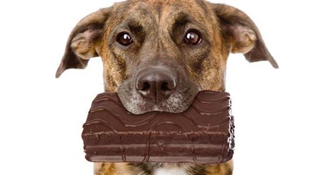 Οι πιο επικίνδυνες τροφές για το κατοικίδιό σας