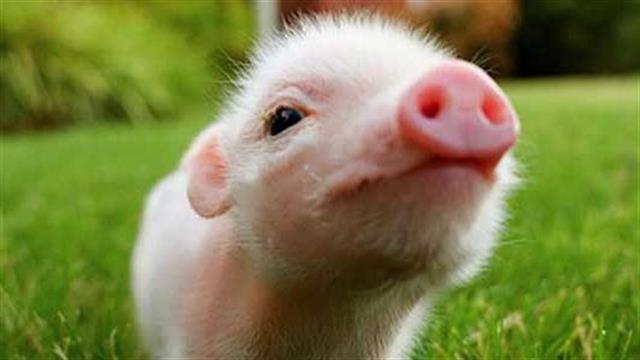 Επιστήμονες αναπτύσσουν ανθρώπινα όργανα σε χοίρους