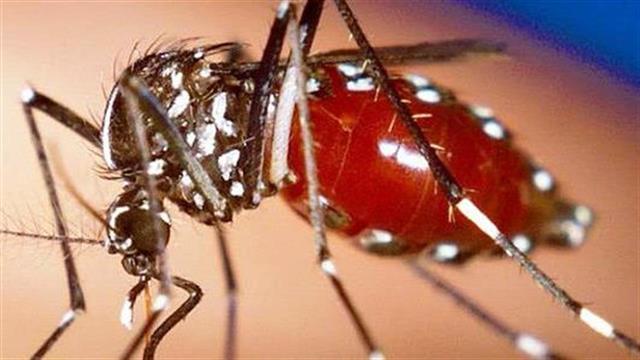 Ειδικοί προαναγγέλλουν το τέλος του ιού Zika στην Λατινική Αμερική