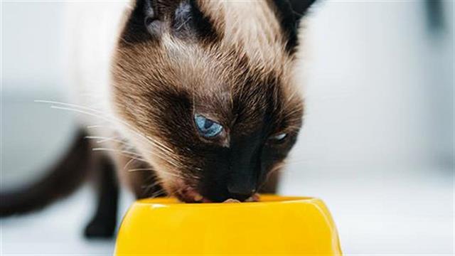 Τι λάθη κάνω όταν ταΐζω τη γάτα μου;