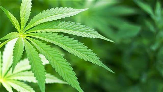 Έρευνα συνδέει τη μεγάλη χρήση κάνναβης με την οστεοπόρωση