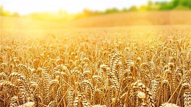 Έρευνα συνδέει πρωτεΐνες  του σιταριού με φλεγμονώδεις παθήσεις