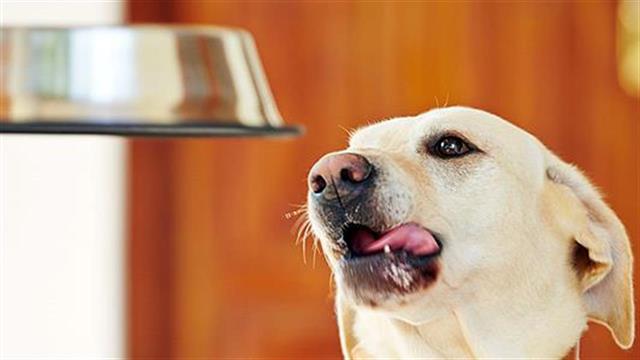 Ποιες τροφές δεν πρέπει να φάει ο σκύλος σας