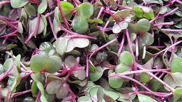 Μicrogreens κόκκινου λάχανου περιόρισαν τη χοληστερόλη LDL σε πειραματόζωα