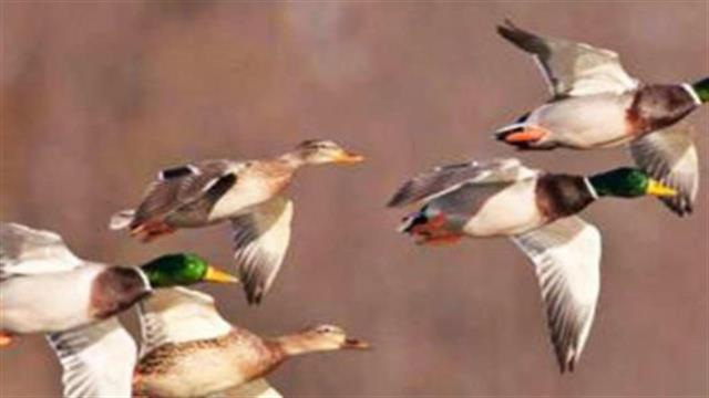 Κινητοποίηση για τη γρίπη των πτηνών