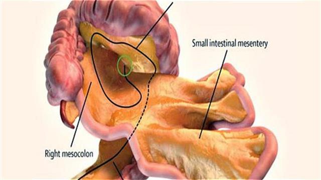 Ανακαλύφθηκε νέο όργανο στο ανθρώπινο σώμα!