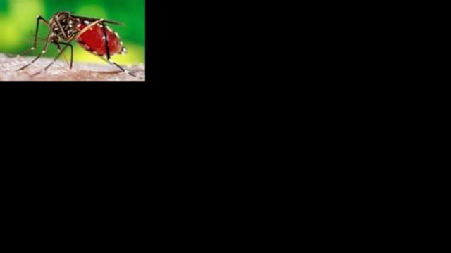 ΠΟΥ: Προς λήξη του παγκόσμιου συναγερμού για τον ιό Zika