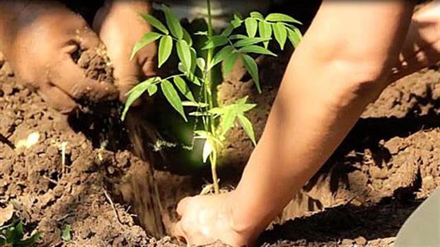 Δράση αναδάσωσης στην Θεσσαλονίκη