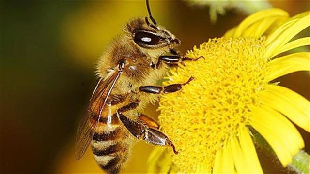 Πρόγραμμα για την προστασία της υγείας των μελισσών