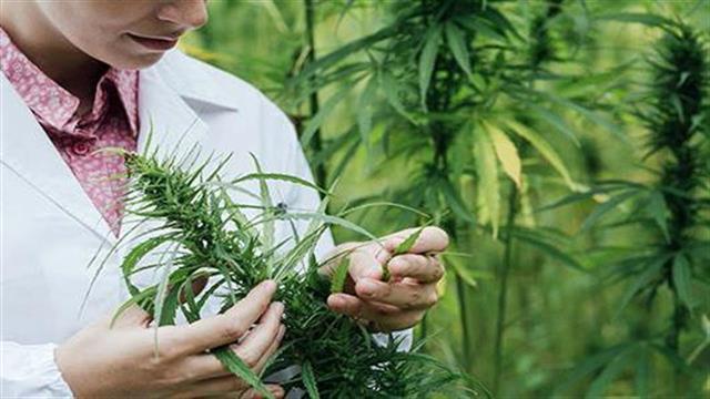 Ανδρέας Ξανθός: Αποφασισμένος να υλοποιήσει την πρόταση για τη θεραπευτική κάνναβη