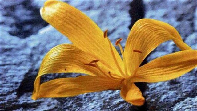 Αποφοίτη μελών ΠΕΘΕΑ "ΑΡΓΩ"