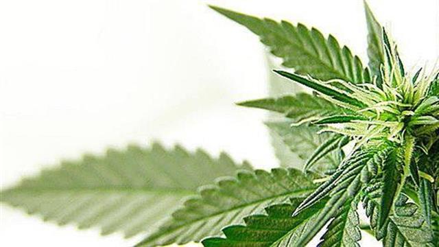 Η συχνή χρήση κάνναβης αυξάνει τον κίνδυνο περιοδοντικής νόσου
