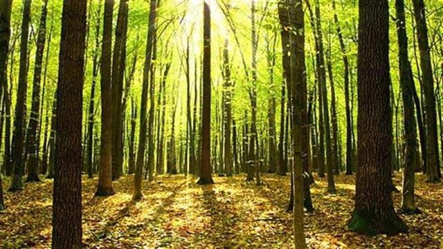 Δέντρα: Πώς ωφελούν τη σωματική και ψυχική μας υγεία