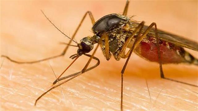 Τρίτος θάνατος και 13 νέα κρούσματα από τον ιό του Δυτικού Νείλου – Ένας στην εντατική
