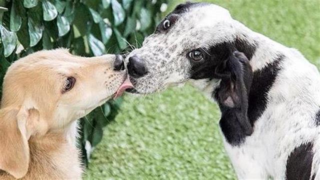 H υιοθεσία ενός αδέσποτου ζώου είναι στάση ζωής!
