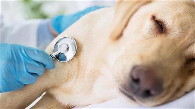 Η φροντίδα άρρωστου κατοικίδιου επηρεάζει την ψυχική υγεία