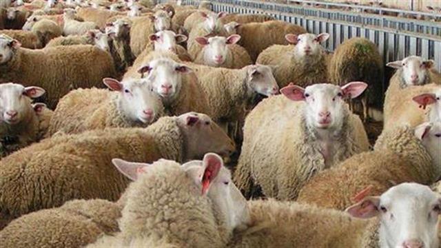 Πρόγραμμα παρακολούθησης προϊόντων κρέατος για ανθεκτικά στα αντιβιοτικά βακτήρια