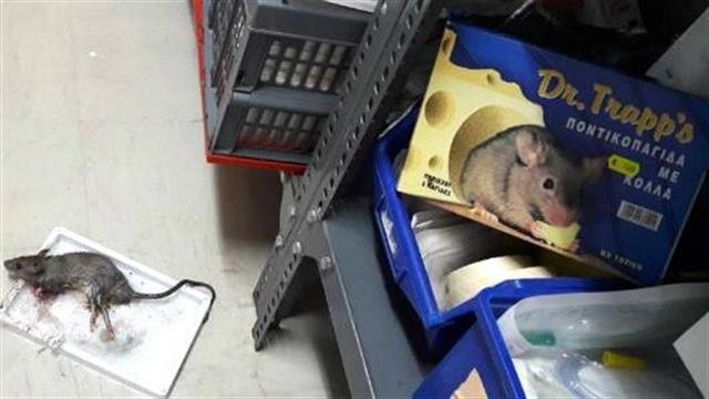 Ποντίκια στο νοσοκομείο Κιλκίς