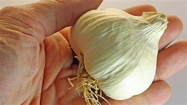 Το σκόρδο καταπολεμά ισχυρά βακτήρια που σχετίζονται με την κυστική ίνωση