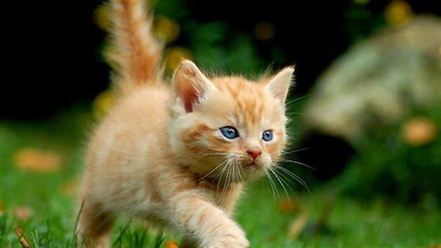 Αν η ψιψίνα δαγκώνει