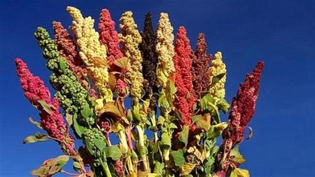 Οι φυτικές ίνες συμβάλλουν στην πρόληψη της παχυσαρκίας