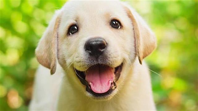 Δέκα εντολές για τα σκυλιά