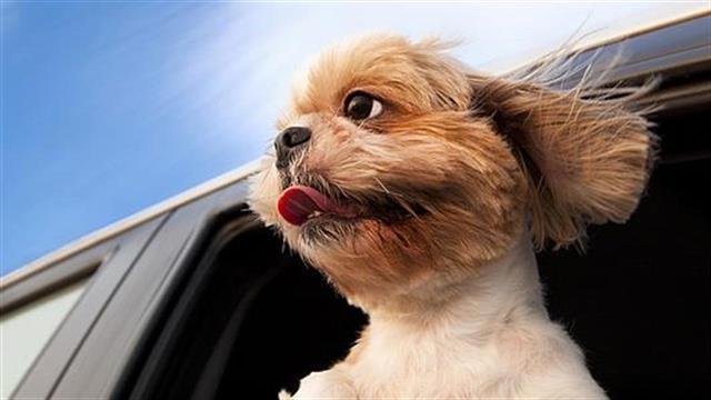 Προστατέψτε τον σκύλο σας το καλοκαίρι