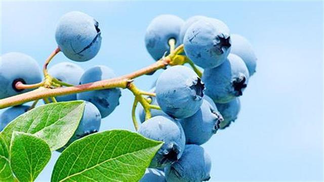 Superfoods: Αλήθειες για την αξία τους