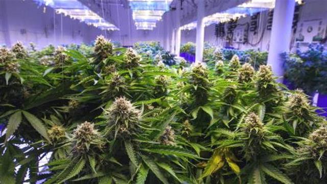 Η κάνναβις δεν βλάπτει τους νεφρούς