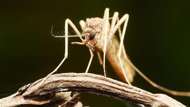 Δάγκειος πυρετός και κίνδυνος εγκεφαλικού επεισοδίου