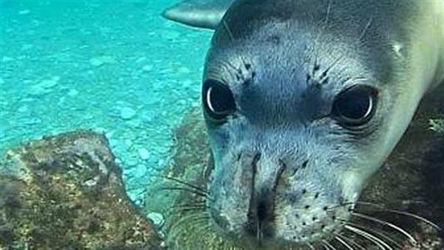 Βραβεία Natura 2000: 5 ελληνικές υποψηφιότητες στον τελικό- Ψηφίστε τώρα τον υποψήφιο της επιλογής σας!