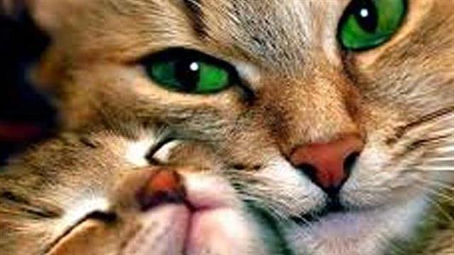 Οι 10 σημαντικότεροι λόγοι για να μην ταξιδεύετε με τα κατοικίδιά σας