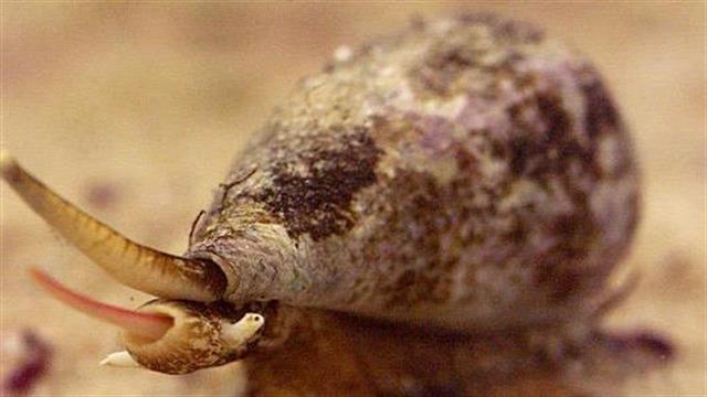 Επιστήμονες μεταμόσχευσαν αναμνήσεις σε θαλάσσια σαλιγκάρια