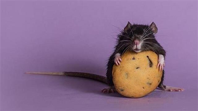 Επιστήμονες αποκατέστησαν την κίνηση άκρων σε παράλυτους ποντικούς