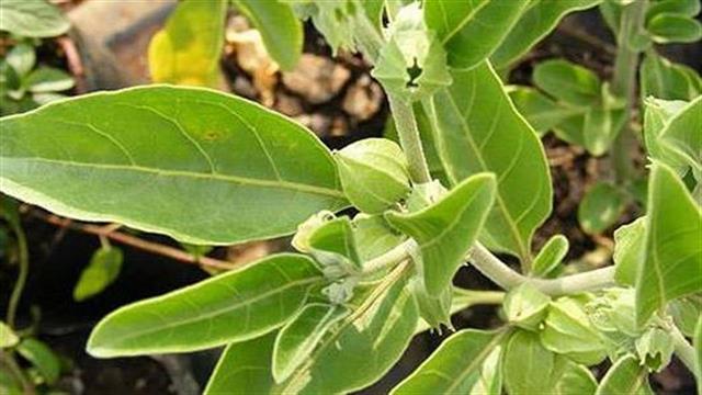 Ινδικό Ginseng: Σε ποιες καταστάσεις χρησιμοποιείται