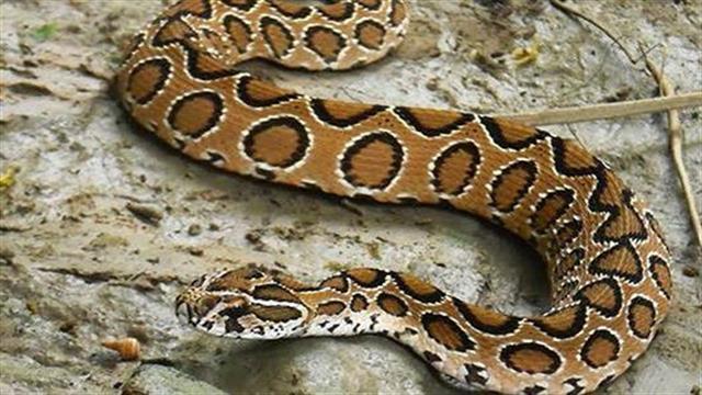 ΠΟΕΔΗΝ: Αντιοφικοί οροί με το σταγονόμετρο στις δημόσιες δομές Υγείας - Εναλλακτικές θεραπείες