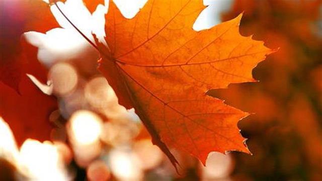 Φύλλα σφενδάμου κατά της γήρανσης